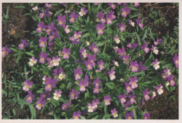 FLORES Vintage Tarjeta Postal CPSM #PBZ491.ES - Flowers
