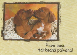 PERRO Animales Vintage Tarjeta Postal CPSM #PAN671.ES - Honden