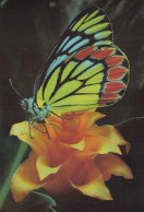 SCHMETTERLINGE Vintage Ansichtskarte Postkarte CPSM #PBZ917.DE - Butterflies
