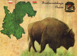 KUH Tier Vintage Ansichtskarte Postkarte CPSM #PBR798.DE - Mucche