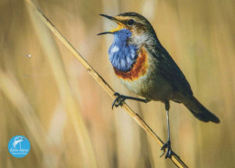 VOGEL Tier Vintage Ansichtskarte Postkarte CPSM #PBR673.DE - Vögel