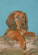 HUND Tier Vintage Ansichtskarte Postkarte CPSM #PAN804.DE - Hunde