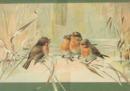 VOGEL Tier Vintage Ansichtskarte Postkarte CPSM #PAM734.DE - Birds