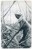 TRINIDAD : CUTTING SUGAR CANE AT CARONI - Trinidad