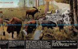 R086701 London. 1908. Range Cattle And Horses. Wood Buffalo. Canadas Woods. Rock - Autres & Non Classés