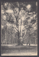 124502/ COMPIÈGNE, Forêt De Compiègne, Le Gros Hêtre De Vieux Moulin - Compiegne