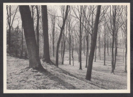 076884/ MARIEMONT, Musée, Parc, La Futaie - Morlanwelz