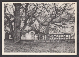 076887/ MARIEMONT, Musée, Marronnier Séculaire En Bordure Du Parc - Morlanwelz