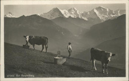 11371893 Beatenberg Almwiese Kuh Berner Alpen Beatenberg - Sonstige & Ohne Zuordnung