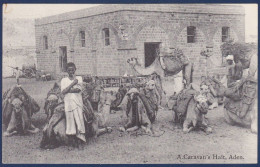 CPA Chameau Camel Aden Yemen Non Circulé éditeur Benghiat Turquie Shop - Other & Unclassified