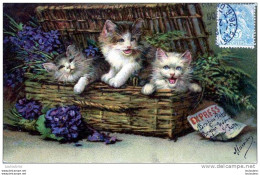 CHATONS  MESSAGE EXPRESS - Cats