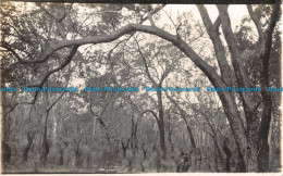 R086781 Unknown Place. Trees. Old Photography. Postcard - Monde