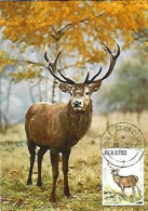 Ireland & Maximum Card, Cervus Elaphus, Dublin 1982 (7979) - Andere & Zonder Classificatie