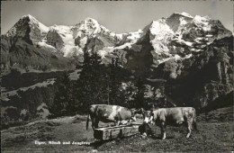 11353428 Grindelwald Eiger Moench Und Jungfrau Berner Alpen Alm Kuehe Grindelwal - Autres & Non Classés