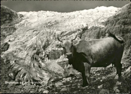 11337677 Rhonegletscher Glacier Du Rhone Eingeborne Am Rhonegletscher Rhone Rhon - Sonstige & Ohne Zuordnung