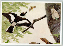 39686408 - Halsbandfliegenschnaepper  Aus Der Bunttafel Von Franz Murr - Oiseaux