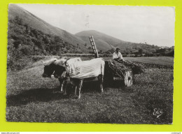 PAYS BASQUE N°1203 Le Vieux Char à Boeufs Bel Attelage VOIR DOS édition L. Chatagneau Bordeaux - Equipos