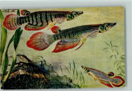 13021708 - Fische Sign Bessiger - Haplochilus Lineatus - Vissen & Schaaldieren