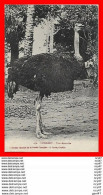 CPA  CONAKRY(Guinée)  Une Autruche...CO1557 - French Guinea