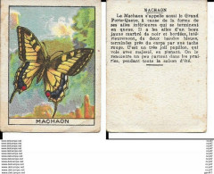 CHROMOS. Papillons.  Le MACHAON. ..I 420 - Andere & Zonder Classificatie