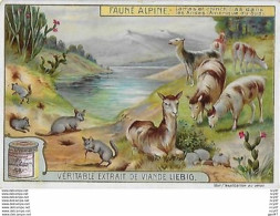 CHROMOS.  Compagnie LIEBIG.  Faunes Alpines. Lamas Et Chinchillas Dans Les Andes...S2960 - Liebig