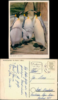 Ansichtskarte  Tiere Pinguine Penguin "Was Gibt`s Neues?" 1960 - Vogels