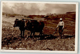 39153208 - Tiergespann Landwirtschaft Pflug  A Ploughman - Tauri