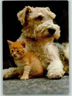 12093308 - Hunde  Terrier Und Kleine Katze - Hunde