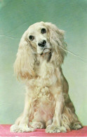 G29.  Postcard.  Spaniel.   Cute   Dog. - Chiens