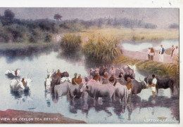 G34. Vintage Postcard. View On Ceylon Tea Estate.  Cattle In A River.  Lipton Series - Sri Lanka (Ceylon)