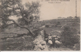 ENVIRONS DE L'ILE ROUSSE - TROUPEAU DE MOUTONS - Otros & Sin Clasificación