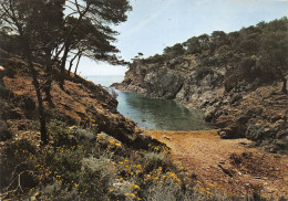 83-ILE DE PORQUEROLLES-N°3823-C/0097 - Andere & Zonder Classificatie