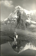 11337270 Brunnen SZ Kuh Mit Alpenpanorama Brunnen - Sonstige & Ohne Zuordnung