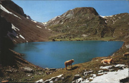 11337199 Lenk Simmental Iffigensee Und Niesenhorn Lenk Simmental - Andere & Zonder Classificatie