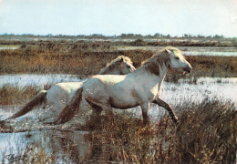 13-LA CAMARGUE-N°3827-A/0045 - Sonstige & Ohne Zuordnung