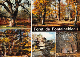 77-FONTAINEBLEAU-N°3827-B/0313 - Fontainebleau