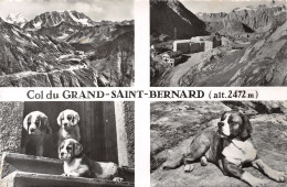 ET-SUISSE COL DU GRAND SAINT BERNARD-N°T2566-B/0341 - Berna