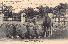 Algérie - Etude De Chameaux - Ed. BOUMENDIL 85 - Plaatsen