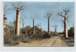 Madagascar - Baobabs - Ed. Librairie Du Sud 3792 - Madagascar