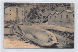 SAINT PIERRE & MIQUELON - Usine D'huile De Baleine - Une Baleine - Ed. A.M. Bréhier 28 - San Pedro Y Miquelón
