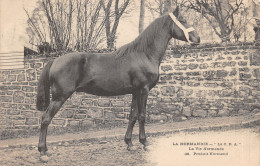 14-SCENE NORMANDE-ELEVAGE DE CHEVAUX-N°582-D/0303 - Other & Unclassified