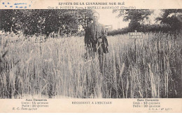 MAILLY MANDELOT - Effets De La Cianamide Sur Blé Chez M. Pothier Pierre - Très Bon état - Autres & Non Classés