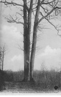 Forêt De SENONCHES - Les Trois Frères - Très Bon état - Andere & Zonder Classificatie