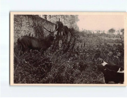 SALBRIS : Chasse à Courre En Sologne - Très Bon état - Salbris