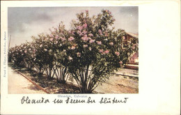 11322533 Galveston_Texas Oleanders - Sonstige & Ohne Zuordnung