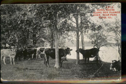 11321211 Park_Ridge_Illinois Rural Scene Plaines River  - Sonstige & Ohne Zuordnung