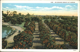 11321112 Orange Groves  USA - Autres & Non Classés