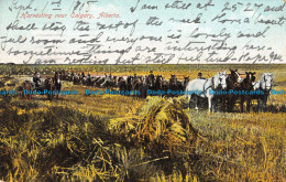 R089526 Harvesting Near Calgary. Alberta. 1908. Bill Hopkins Collection - World