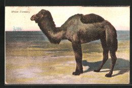 AK African Dromedary, Afrikanisches Dromedar  - Altri & Non Classificati