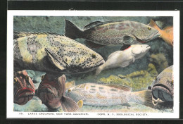 AK New York Aquarium, Large Groupers  - Fische Und Schaltiere